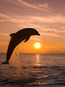 A dolphin over the sea water 